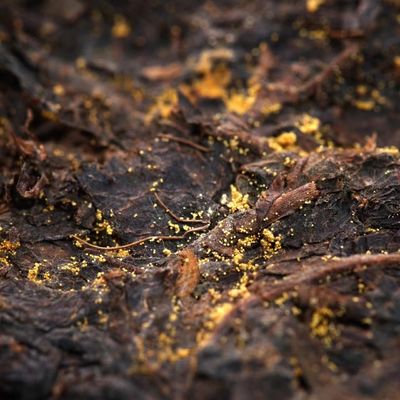 Stil Dunkler Tee Shaanxi Offizieller Tee Goldene Blume Schwarzer Tee Maßgeschneiderter Tee Anleitung zum Brühen