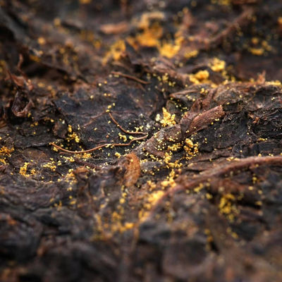 Offizieller Tee Goldblüten-Schwarzer Tee